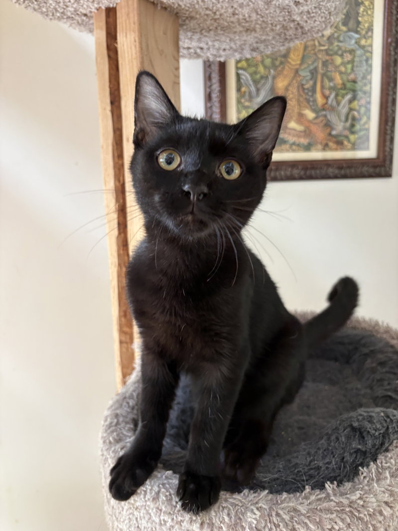 Able, a male cat up for adoption