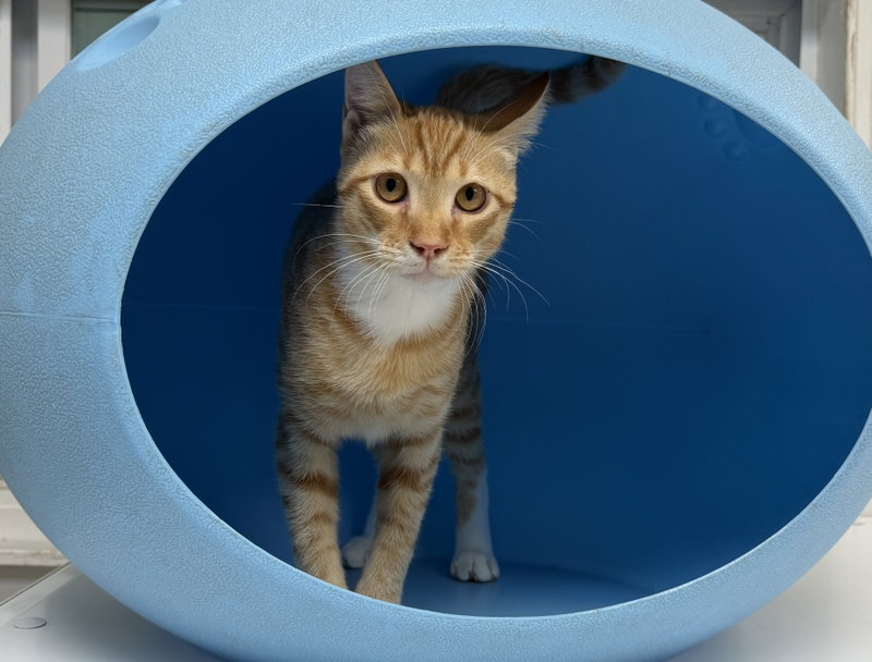 Capone, a male cat up for adoption