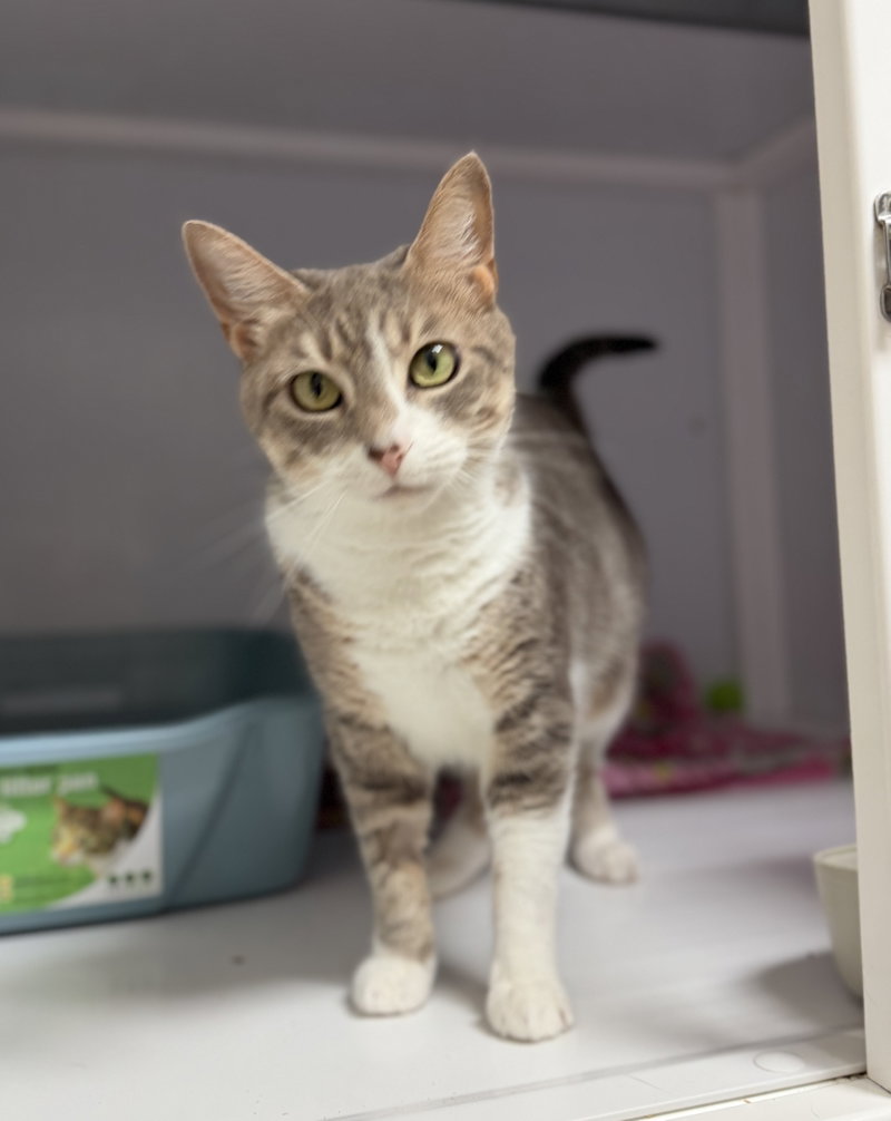 Foxy, a female cat up for adoption