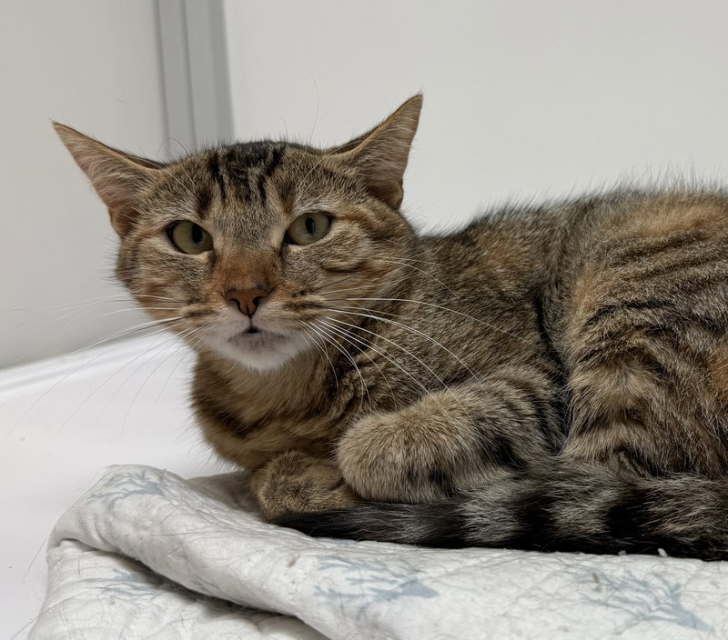 Matilda, a female Calico cat up for adoption