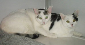 Cupcake & Sugar