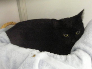 Onyx