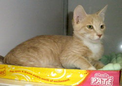 Peanut