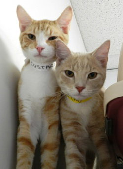 Custard & Kimba