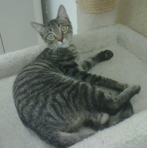 Cherry (Tree kittens)