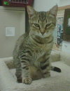 Cherry (Tree kittens)