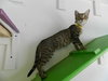 Cherry (Tree kittens)
