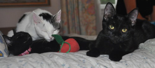 Super Mario kittens