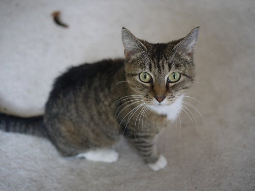 Kit Kat