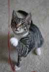 Spice Kittens