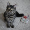 Spice Kittens