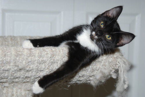 Stevie & Zorro