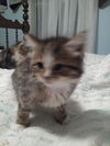 Barley (Grain kitten)