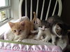 Crackle (Rice Krispy kitten)