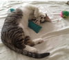 Crackle (Rice Krispy kitten)