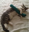 Crackle (Rice Krispy kitten)
