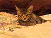 Pebbles