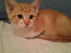 Pop (Rice Krispy kitten)
