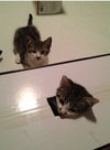 Snap (Rice Krispy kitten)
