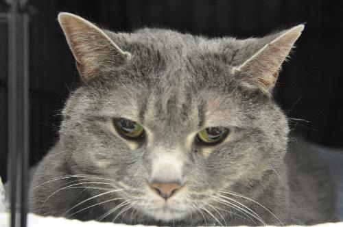 Ellie (declawed)