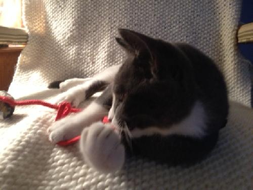 Alexander (Lyles Crouch Academy kitten)