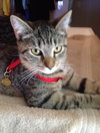 Eloide (Lyles Crouch Academy kitten)