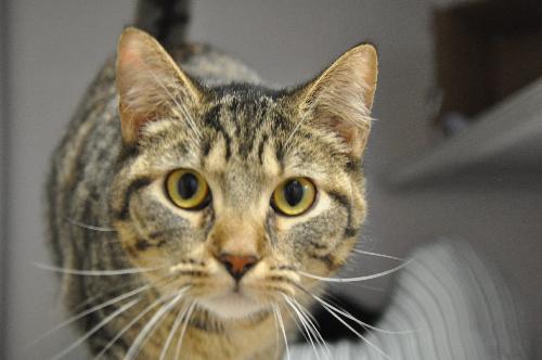 Eloide (Lyles Crouch Academy kitten)