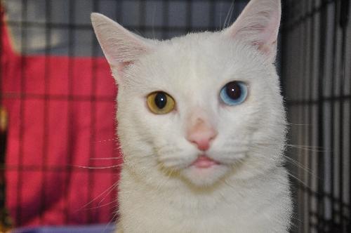 Snowball