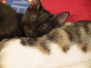 Anhalt (bonded with sister Ohara)