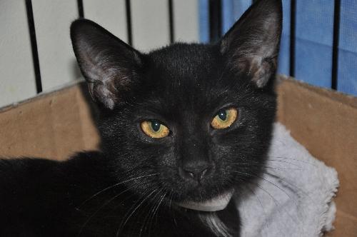 Chanterelle (Mushroom litter kitten)