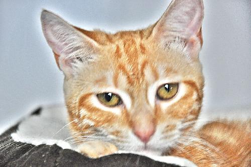 Copper