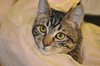 Vivien (Luv Bug kitten)