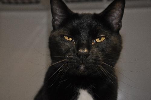 Boo Boo (bonded with Tyson, declawed)
