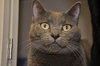 Boo Boo (bonded with Tyson, declawed)