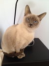 Snowball (Siamese)