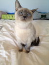 Snowball (Siamese)