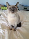 Snowball (Siamese)