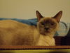 Snowball (Siamese)