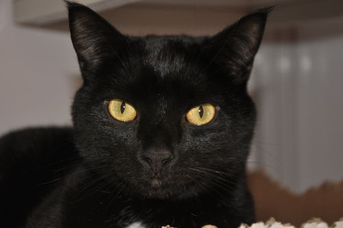 Shadow (bonded with Storm)