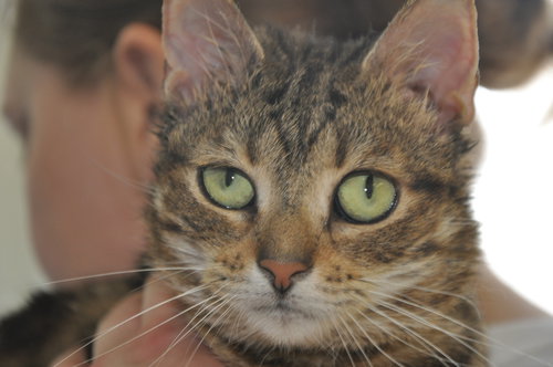 Spice (bonded with Pumpkin)
