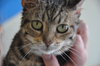 Spice (bonded with Pumpkin)
