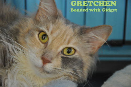 Gretchen (bonded with Gidget)