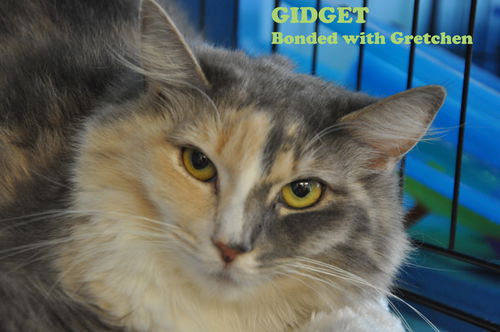 Gidget (bonded with Gretchen)