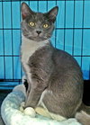 Layla (bonded with Scarlett)