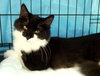 Layla (bonded with Scarlett)