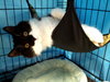 Layla (bonded with Scarlett)