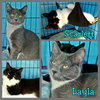 Layla (bonded with Scarlett)