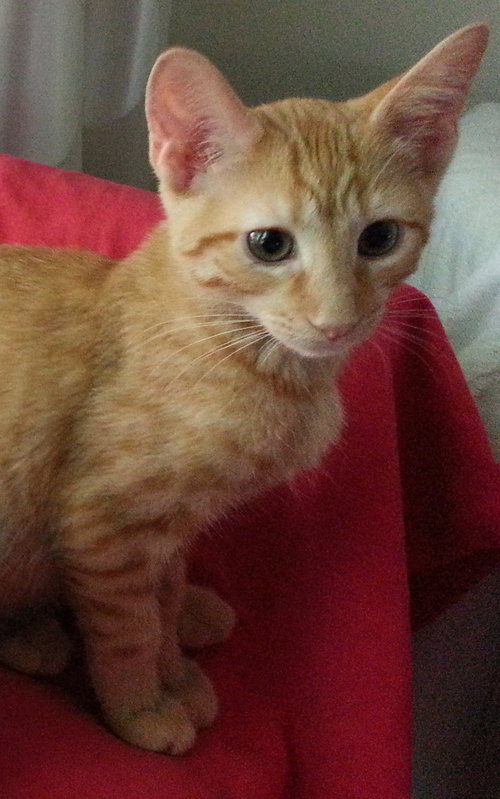 Payne (bonded to Patrick)