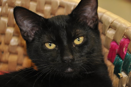 Cheddar (bonded with Parmesan)