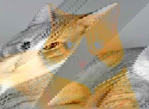 Tabby